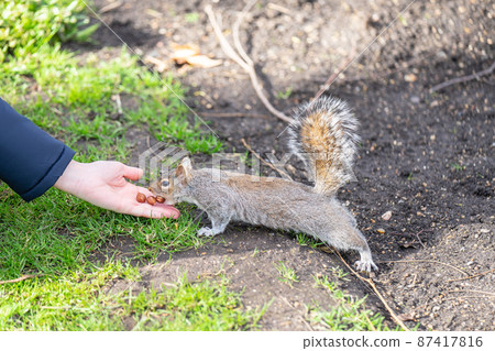 Squirrel in the city park receives nuts from tourists 87417816