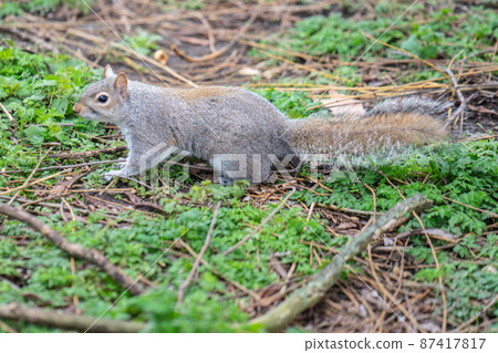 Squirrel in the city park receives nuts from tourists 87417817