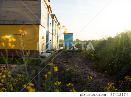 Natural production of the rapeseed honey. 87418174