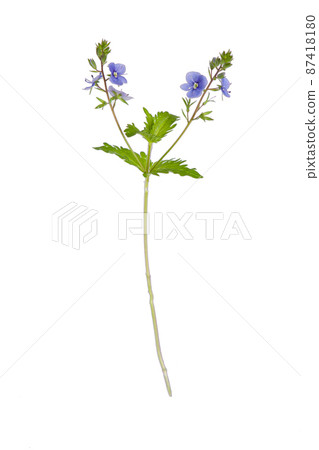 Subtle medicinal plant - herb Subtle medicinal plant - herb 87418180