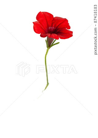 Single isolated flower, red bell. Single isolated flower, red bell. 87418183