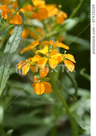 Wallflower Golden Bedder 87418289