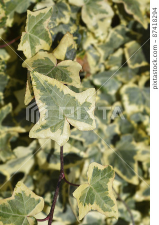 English Ivy Tricolour English Ivy Tricolour 87418294