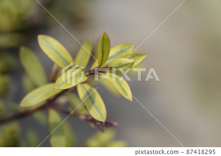 Shrubby Veronica Goldrush 87418295