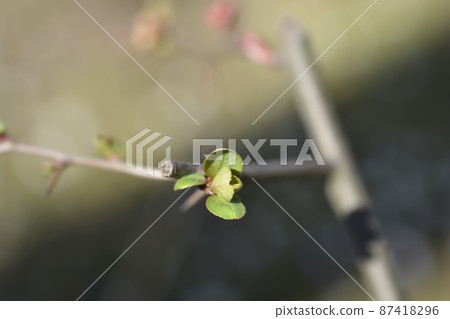 Japanese Flowering Quince 87418296