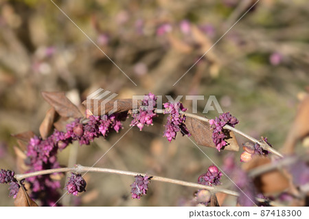 Coralberry Coralberry 87418300