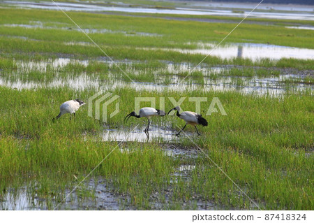 African sacred ibis in taiwanese Gaomei wetland, Introduced species of bird 87418324