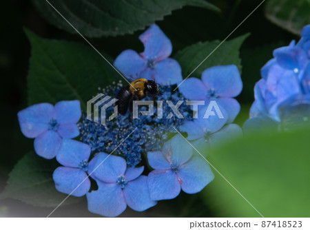 Bees flying around in search of nectar from flower to flower Bees flying around in search of nectar from flower to flower 87418523