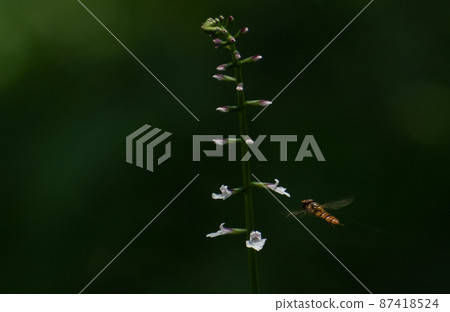 蜜蜂飛來飛去，從一朵花到另一朵花尋找花蜜 87418524