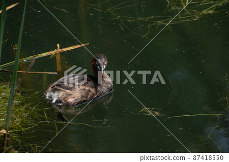 Little Grebe swimming along the water and looking for food Little Grebe swimming along the water and looking for food 87418550