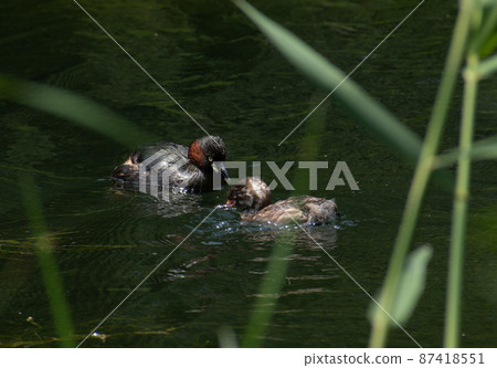 Little Grebe Parent and Child's Smiley Growth Little Grebe Parent and Child's Smiley Growth 87418551