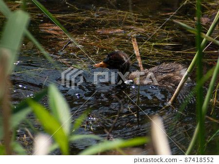 Little Grebe child carrying the sunlight Little Grebe child carrying the sunlight 87418552