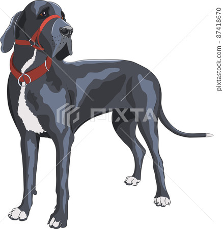 Big black great dane isolated on white background. Big black great dane isolated on white background. 87418670