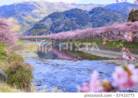 靜岡縣河津町的河津櫻花盛開 靜岡縣河津町的河津櫻花盛開 87418775
