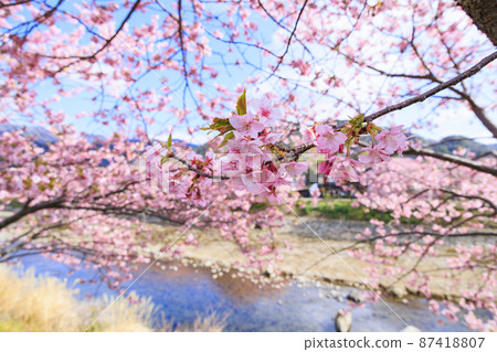 Kawazu cherry blossoms in full bloom in Kawazu Town, Shizuoka Prefecture 87418807