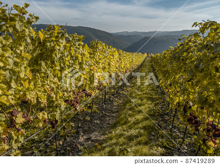 Red Wine grapes ready for harvest Region Moselle River Winningen Germany 87419289