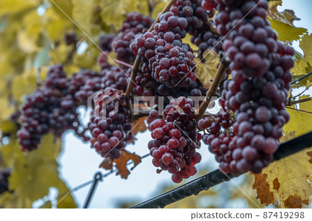 Red Wine grapes ready for harvest Region Moselle River Winningen Germany Red Wine grapes ready for harvest Region Moselle River Winningen Germany 87419298