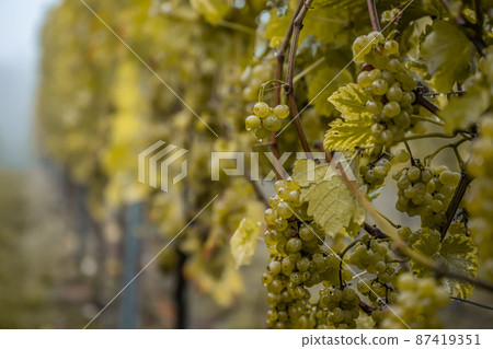 white Wine grapes fall morning mist ready for harvest Region Moselle River Winningen Germany white Wine grapes fall morning mist ready for harvest Region Moselle River Winningen Germany 87419351
