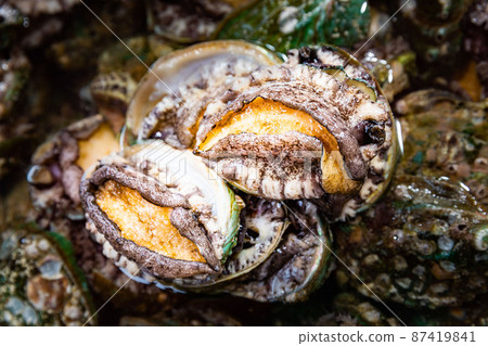 Live Abalone is a stamina food. 87419841