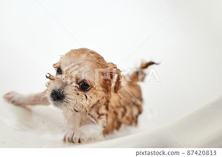 Wet Maltipoo puppy while bathing in the bathroom. Close-up, selective focus 87420813