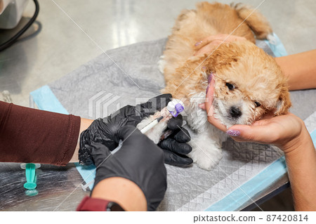 Veterinarian administers medication to a Maltipoo puppy through a catheter in his paw. Close-up, selective focus Veterinarian administers medication to a Maltipoo puppy through a catheter in his paw. Close-up, selective focus 87420814