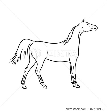 handdrawn of arabian horse sketch with pen in vector format. EPS 10 87420933