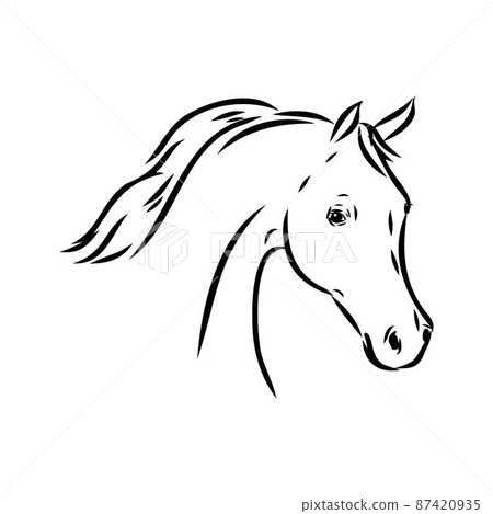 handdrawn of arabian horse sketch with pen in vector format. EPS 10 87420935
