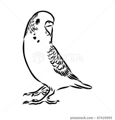 A cute budgie sits on a perch. Vector sketch illustration for design, advertising, prints. A cute budgie sits on a perch. Vector sketch illustration for design, advertising, prints. 87420993