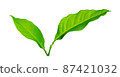 Green leaf with water drop on skin isolated on  white background with clipping path 87421032