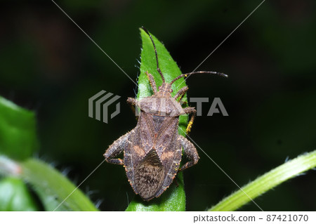 Hawks bug 87421070