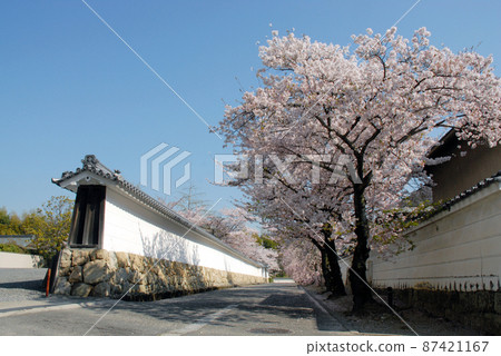 京都市山科區的春天觀修寺、櫻花 87421167