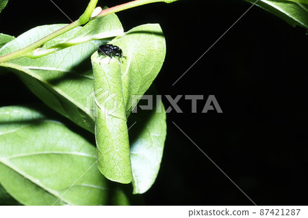 Egotsurukubiotoshibumi (female) and rock Egotsurukubiotoshibumi (female) and rock 87421287