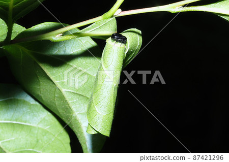Egotsurukubiotoshibumi (female) and rock Egotsurukubiotoshibumi (female) and rock 87421296