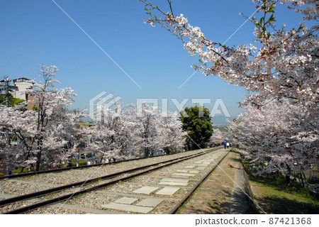 Spring Incline，Spring 琵琶湖運河，Nanzenji Suirokaku，Incline櫻花樹，琵琶湖運河疏水櫻花，Keage Incline 87421368