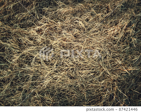 Dry grass texture. Withered wild plants and herb in the field, natural hay background. Parched vegetation 87421446