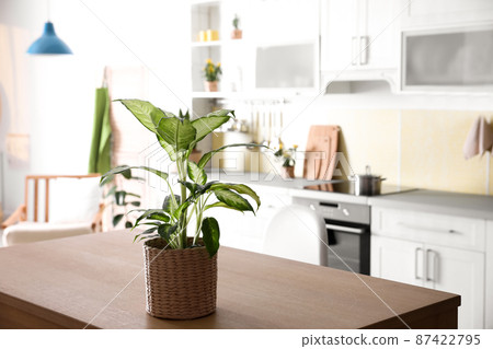 Beautiful green potted plant on wooden table in kitchen. Home decoration 87422795
