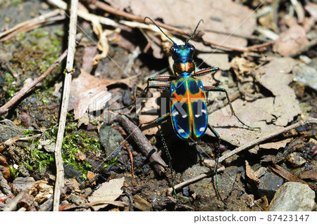 虎甲蟲(納米虎甲蟲) 虎甲蟲(納米虎甲蟲) 87423147