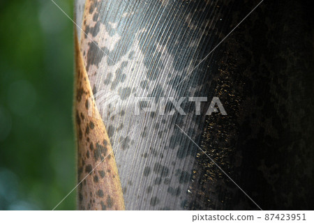 Bamboo skin natural pattern 87423951