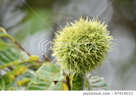 Autumn taste chestnut 87424033