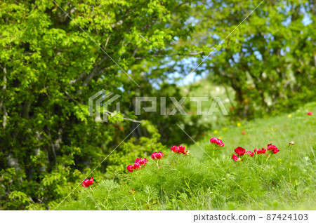 Beautiful red flowers grow in the mountains. Unusual purple plants on the background of green grass on the hills. Beautiful red flowers grow in the mountains. Unusual purple plants on the background of green grass on the hills. 87424103