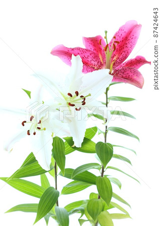 兩種大百合，白色和深粉色卡薩布蘭卡明亮的背景 87424643