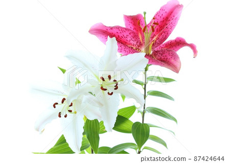 兩種大百合，白色和深粉色卡薩布蘭卡明亮的背景 87424644