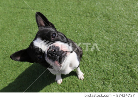 威武君，我的狗波士頓梗，在我的狗公園擺出可愛的姿勢 87424757