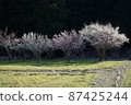Tree tree 87425244