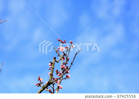 Plum blossoms Red winter solstice 87425558