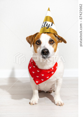 Jack Russell Terrier dog in party cap and red bandana around his neck sitting looking at camera on light background. Dog birthday, anniversary. Vertical poster with pet. Jack Russell Terrier dog in party cap and red bandana around his neck sitting looking at camera on light background. Dog birthday, anniversary. Vertical poster with pet. 87425662