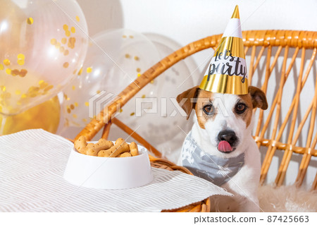 Funny dog on birthday hat at festive table with treat, licking, looking at camera. Let's party. Jack russell terrier in party hat. Birthday of pet. White and gold tones for holiday. Bone cookie cake. Funny dog on birthday hat at festive table with treat, licking, looking at camera. Let's party. Jack russell terrier in party hat. Birthday of pet. White and gold tones for holiday. Bone cookie cake. 87425663