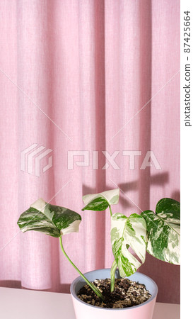 Trendy houseplant Monstera borsigiana albo variegated in pot on pink textured textile background, light and shadows. Rare and expensive plant. Air purifier. Phone screensaver. Plantstagram. Vertikal. 87425664