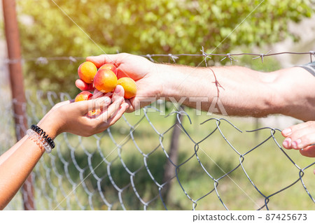 Hands of man giving apricots to hands of child through barbed wire of garden. Concept of providing humanitarian assistance to victims of war and natural disasters. On opposite sides of border, prison. 87425673
