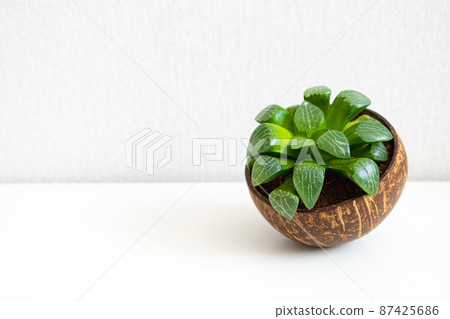 Miniature perennial plant for home decor succulent Haworthia Cooperi on white background, close up, copy space. Houseplant in pot of half coconut. Hobbies, growing plants, gardening. Miniature perennial plant for home decor succulent Haworthia Cooperi on white background, close up, copy space. Houseplant in pot of half coconut. Hobbies, growing plants, gardening. 87425686